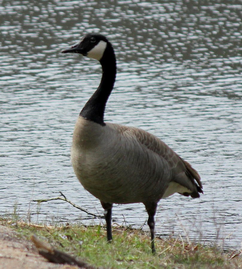 Canadian Goose Photograph By Jackie Austin - Fine Art America