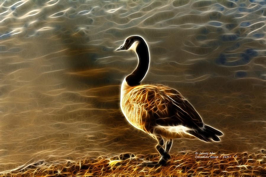 Canadian goose Digital Art by James Ahn