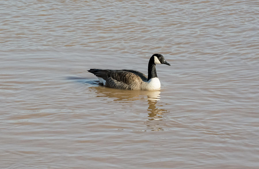 Canada Goose Photograph by Holden The Moment