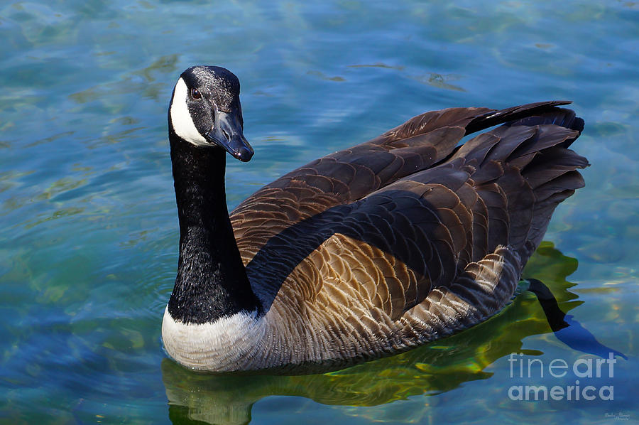 Canadian Goose Photograph by Jennifer White