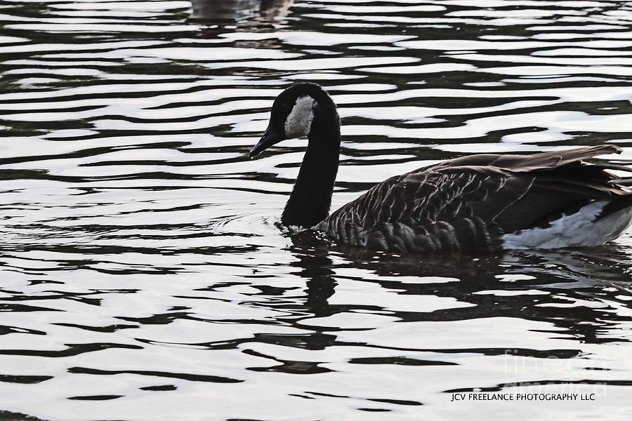 Canadian Goose Photograph by JCV Freelance Photography LLC