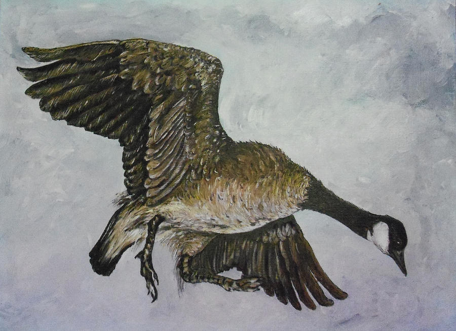 Geese Mixed Media - Canadian Goose Landing by Martin Way