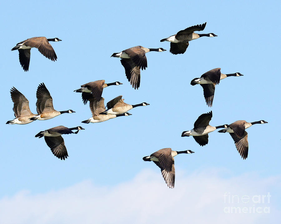 Canadian Goose Migration Photograph By Dennis Hammer