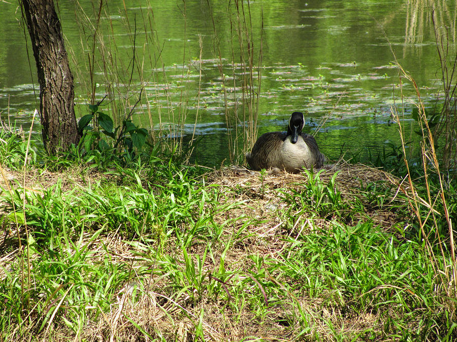 Canadian Goose Mom Sitting  Photograph by Kathy Clark