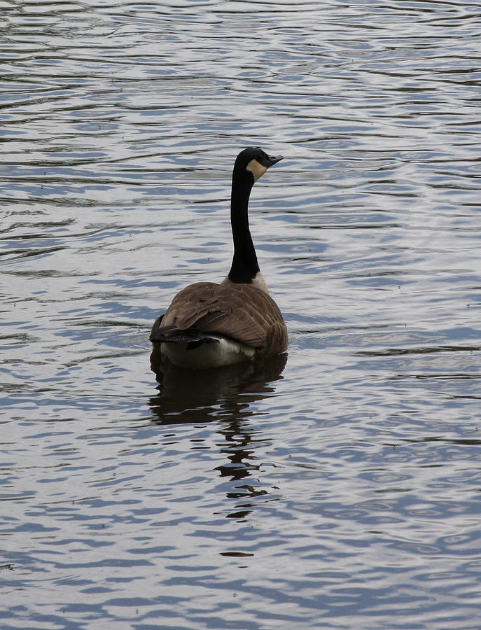 Canadian Goose on the Water Photograph by Michelle Miron-Rebbe - Fine ...