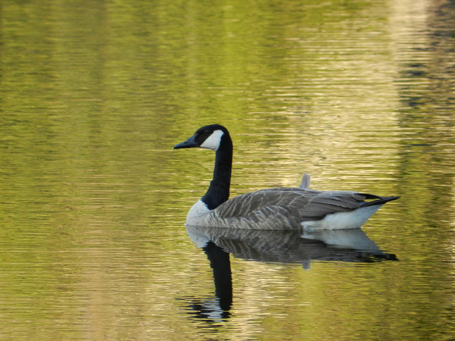 Canadian Goose Photograph by Pamela Lake - Fine Art America