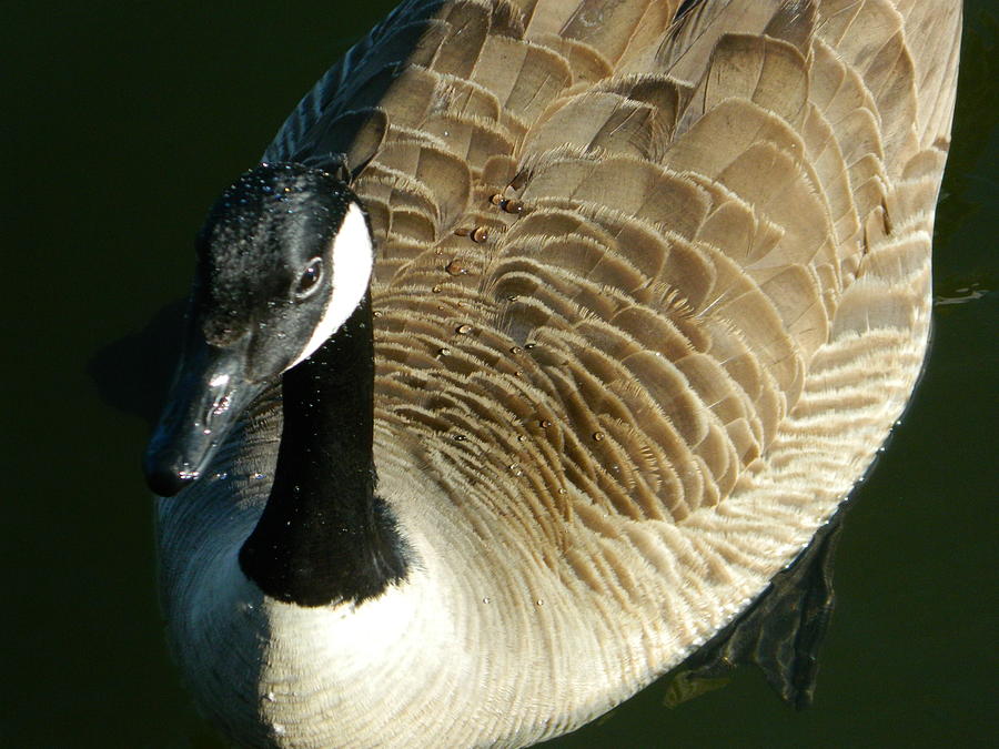 Canadian Goose Portrait Photograph by Emmy Vickers