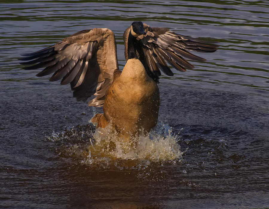 Canadian Goose smooth landing Photograph by Flees Photos