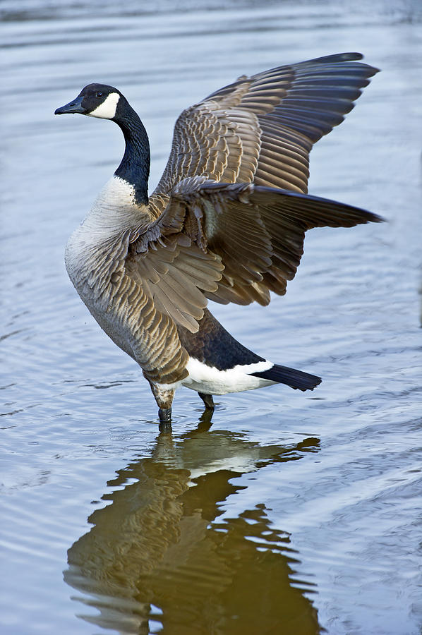 Canadian Goose stretching Photograph by Gary Langley