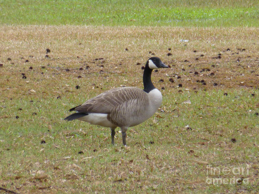 Canadian Goose Strutting  Photograph by Joseph Baril