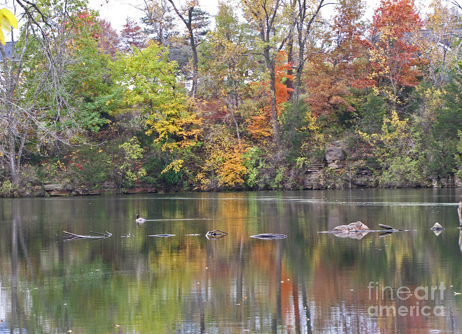 Canadian Goose Swimming Through The Autumn Reflections On The Pond Photograph