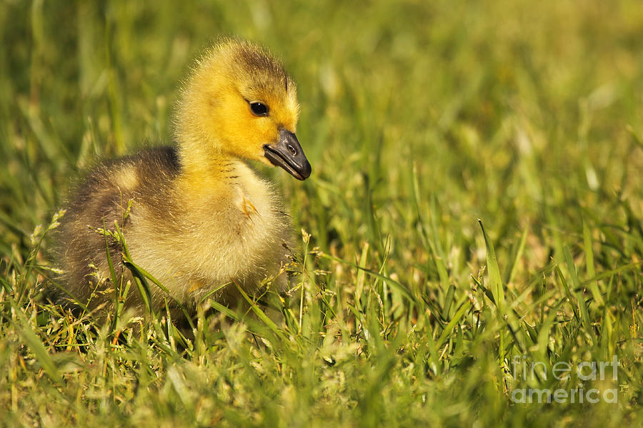 Canadian Gosling In The Grass Photograph by Max Allen
