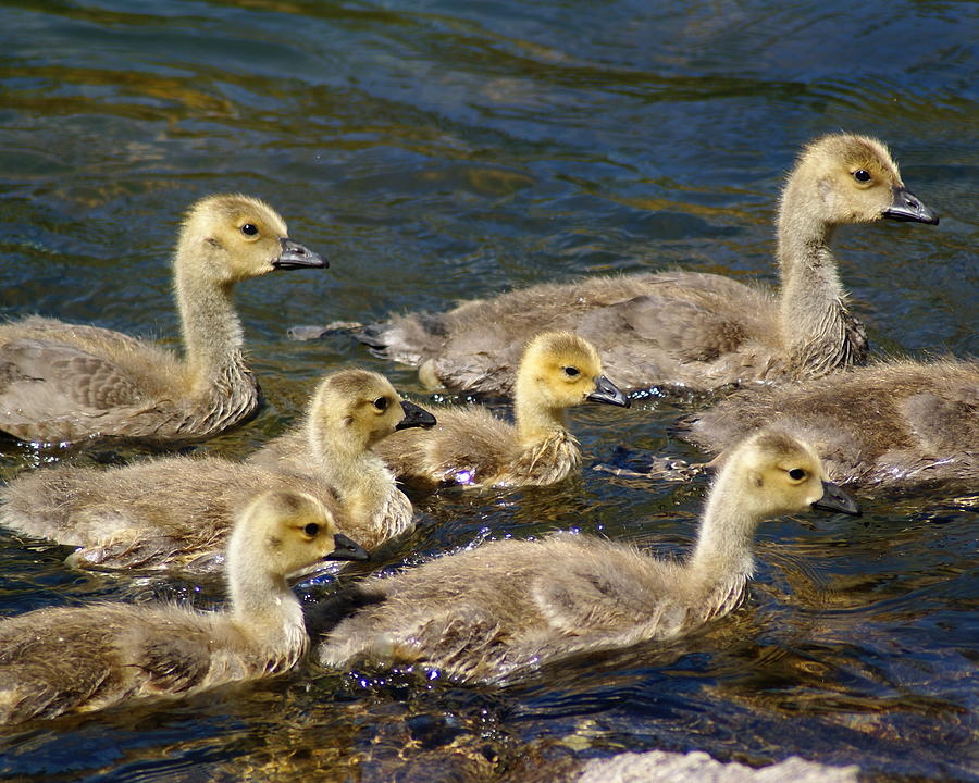 Canadian Goslings on the Spokane River Photograph by Ben Upham III