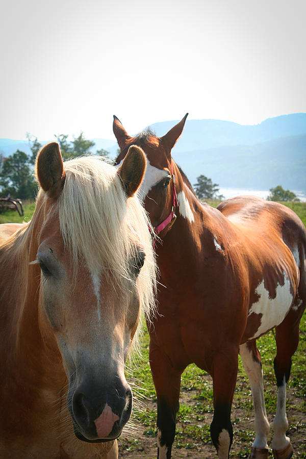 Canadian Horses Photograph by Kathryn McBride