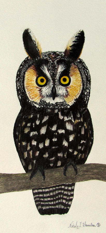 Canadian Long Eared Owl Painting by Nicole I Hamilton