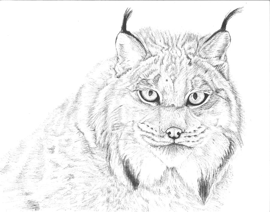 Canadian Lynx A.k.a. Samurai Cat Drawing by Reppard Powers