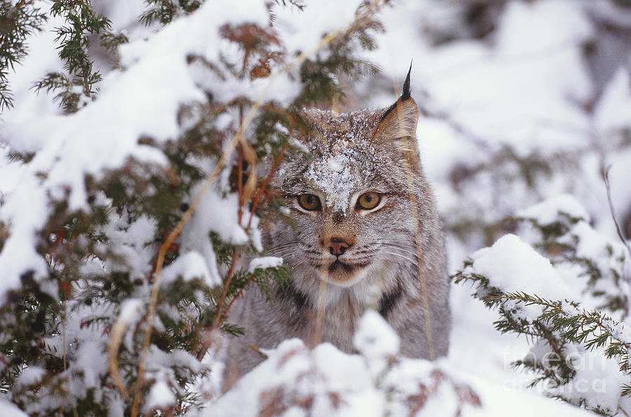 Canadian Lynx Photograph by Art Wolfe