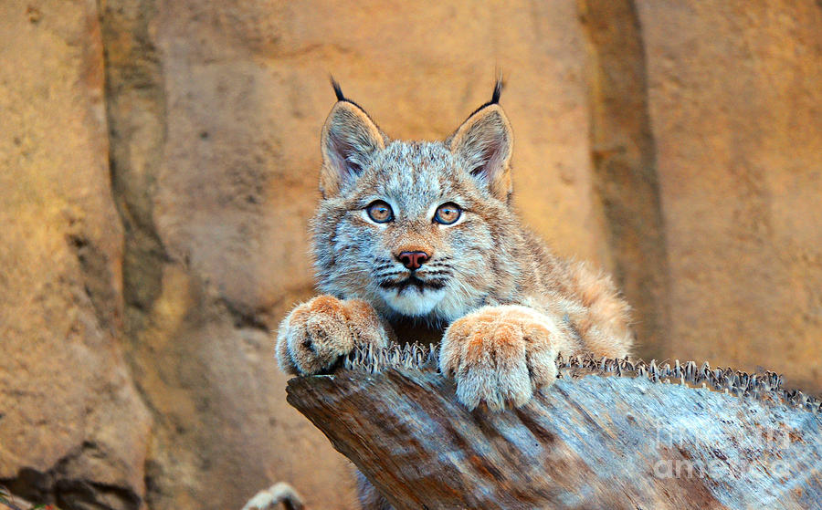 Canadian Lynx Photograph by Frank Larkin