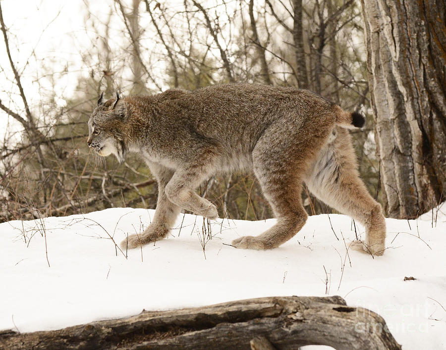 Canadian Lynx Hunting Photograph by Dennis Hammer