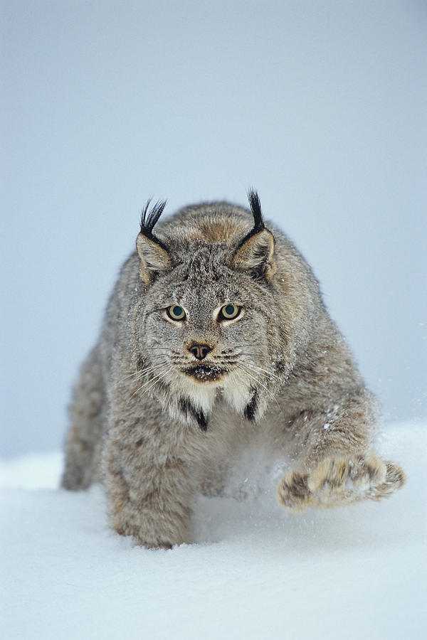 Canadian Lynx Photograph by Thomas And Pat Leeson
