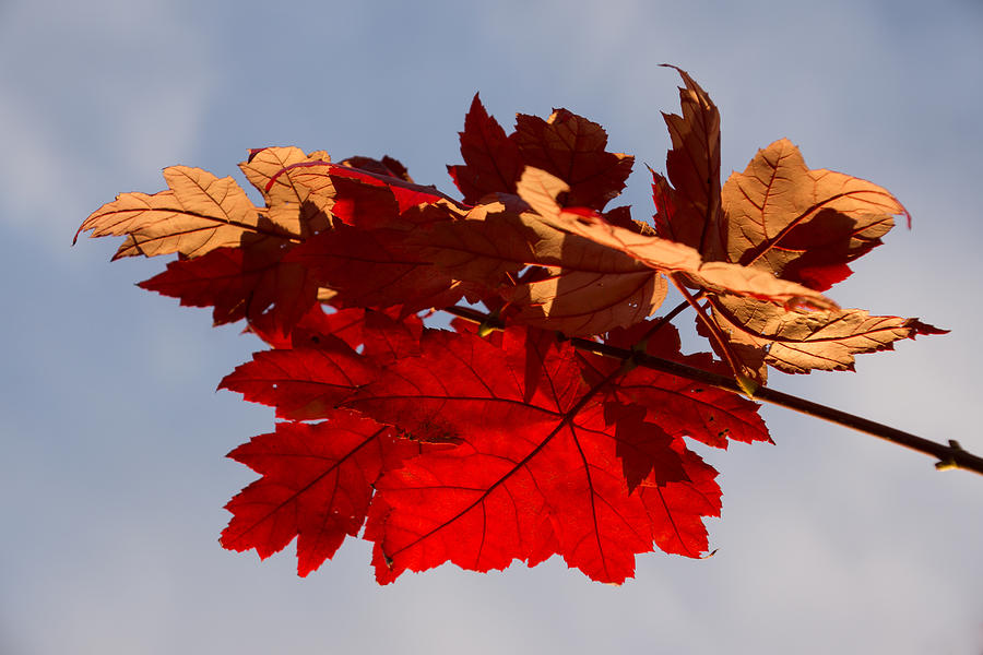 Fall Photograph - Canadian Maple Leaves in the Fall by Georgia Mizuleva