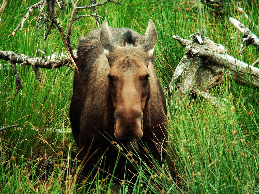 Canadian Moose Photograph by Zinvolle Art