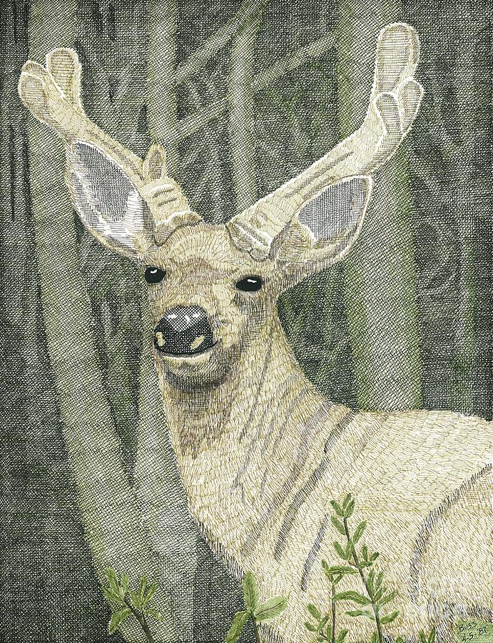 Canadian Mule Deer Drawing by Calvert Koerber Fine Art America