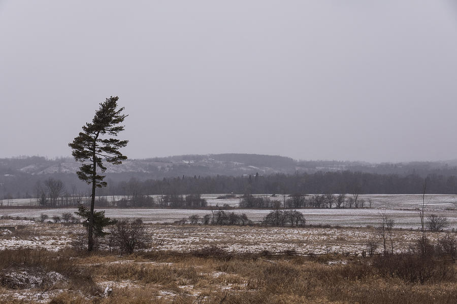 Canadian North - Lone Pine Fields Hills and Fresh Snow Photograph by Georgia Mizuleva