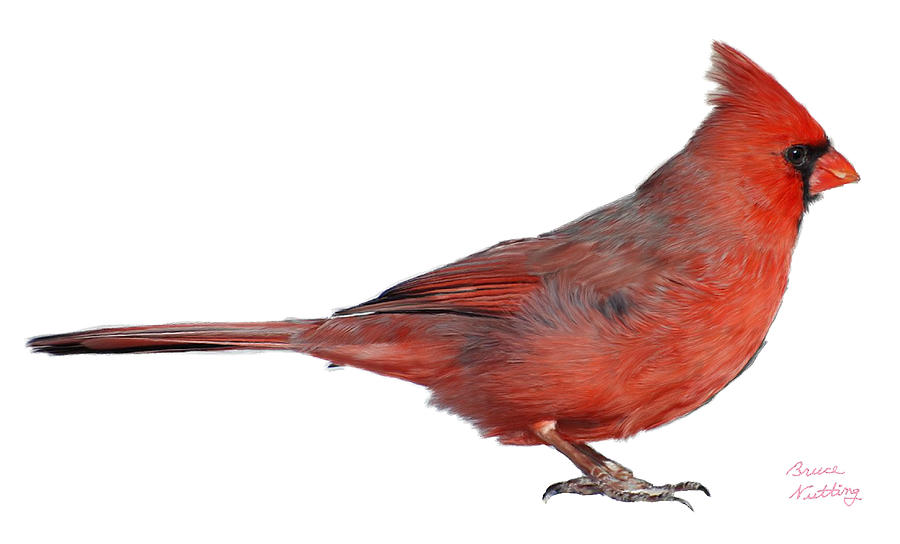 Canadian Red Cardinal - Male Painting by Bruce Nutting