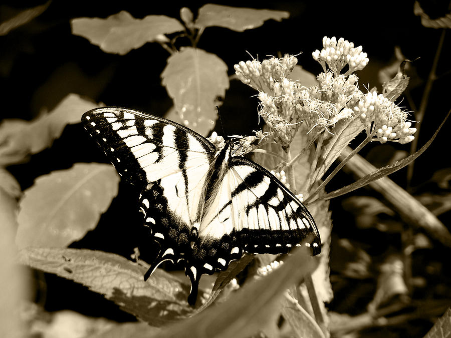 Canadian Tiger Swallowtail in Sepia Photograph by Corinne Elizabeth Cowherd