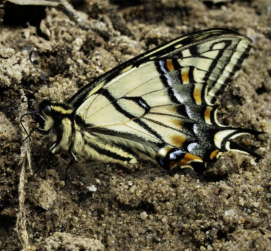 Canadian Tiger Swallowtail Photograph by Thomas Young