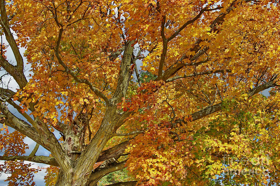 Canadian Tree  Photograph by Deborah Benoit