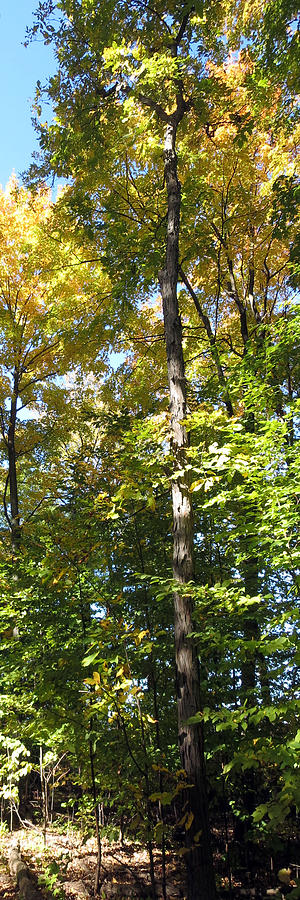 Tree Mixed Media - Canadian Wild Tall Trees Fall Season nature natural beautiful pleasing scenes   by Navin Joshi
