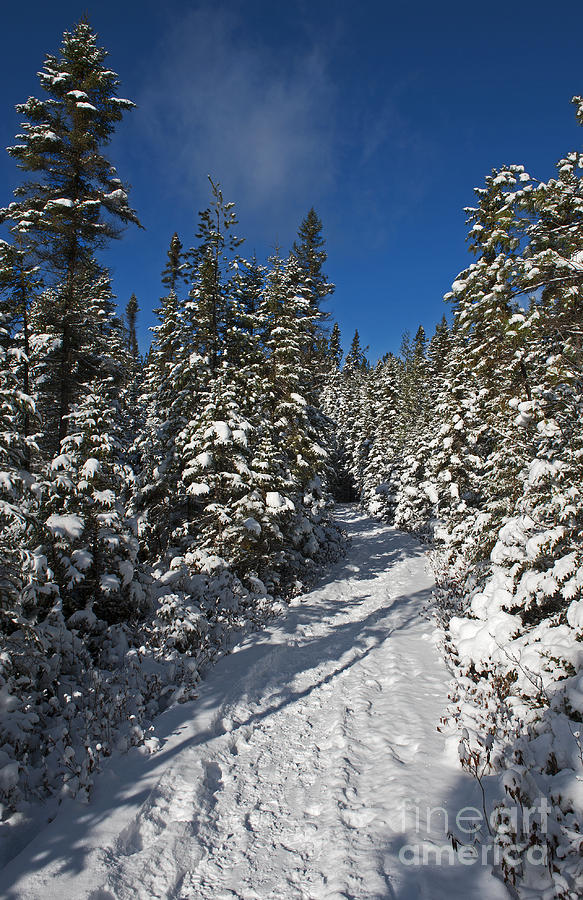 Canadian Winter Wonderland.. Photograph by Nina Stavlund