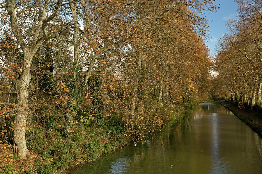 Canal Du Midi And Plane Trees Photograph by Bob Gibbons