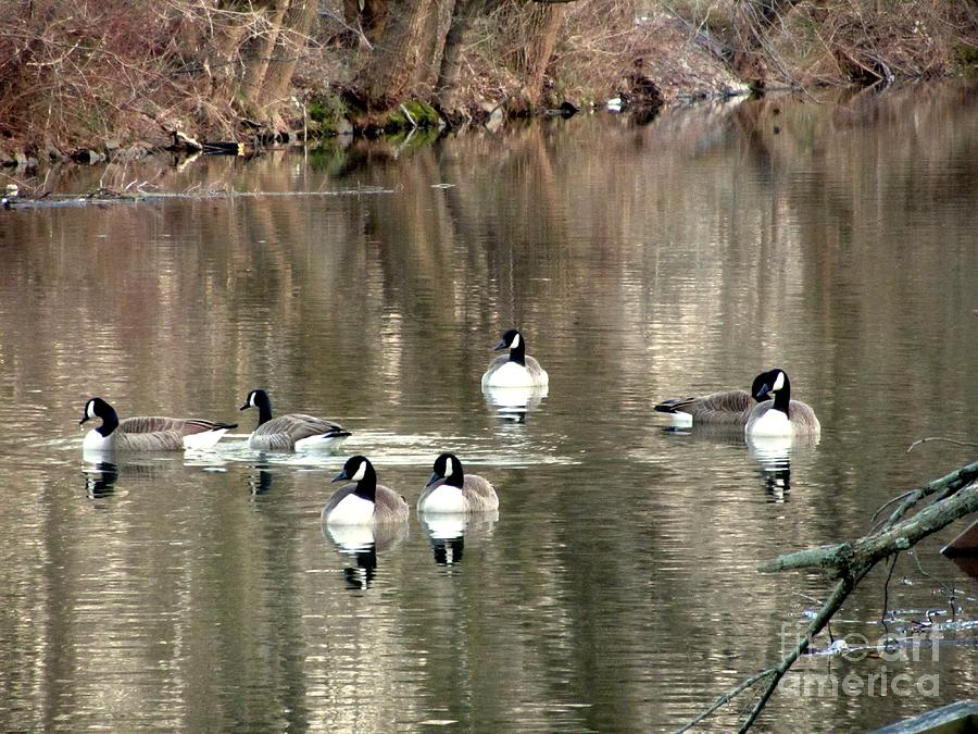 Canal - Geese - Wildlife Photograph by Susan Carella