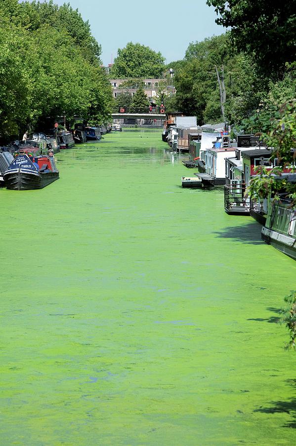 Canal With Duckweed Bloom Photograph by Mark Thomas/science Photo Library