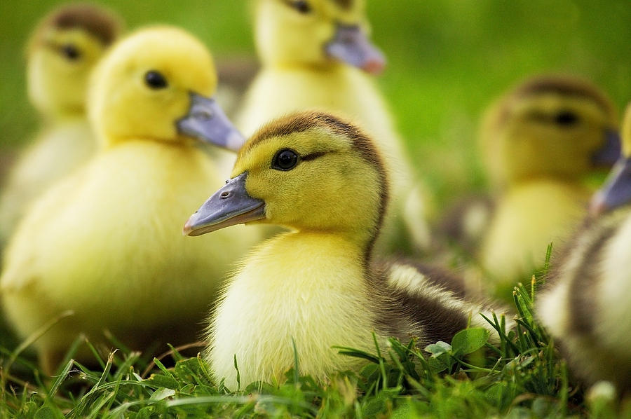 Canard De Barbarie Cairina Moschata Photograph by Gerard Lacz - Pixels