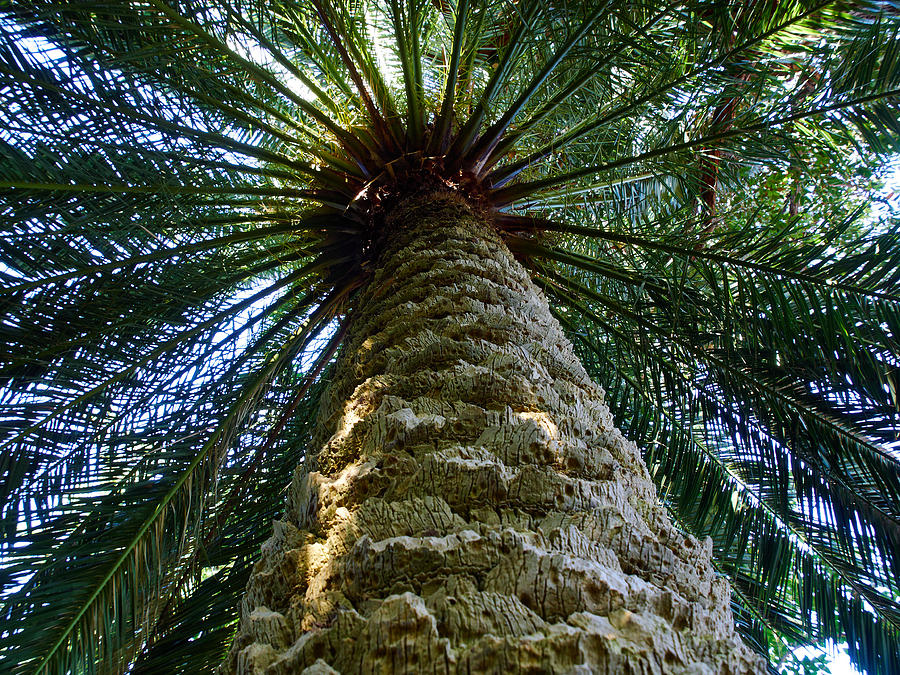 Canarian Palm tree Photograph by Jouko Lehto