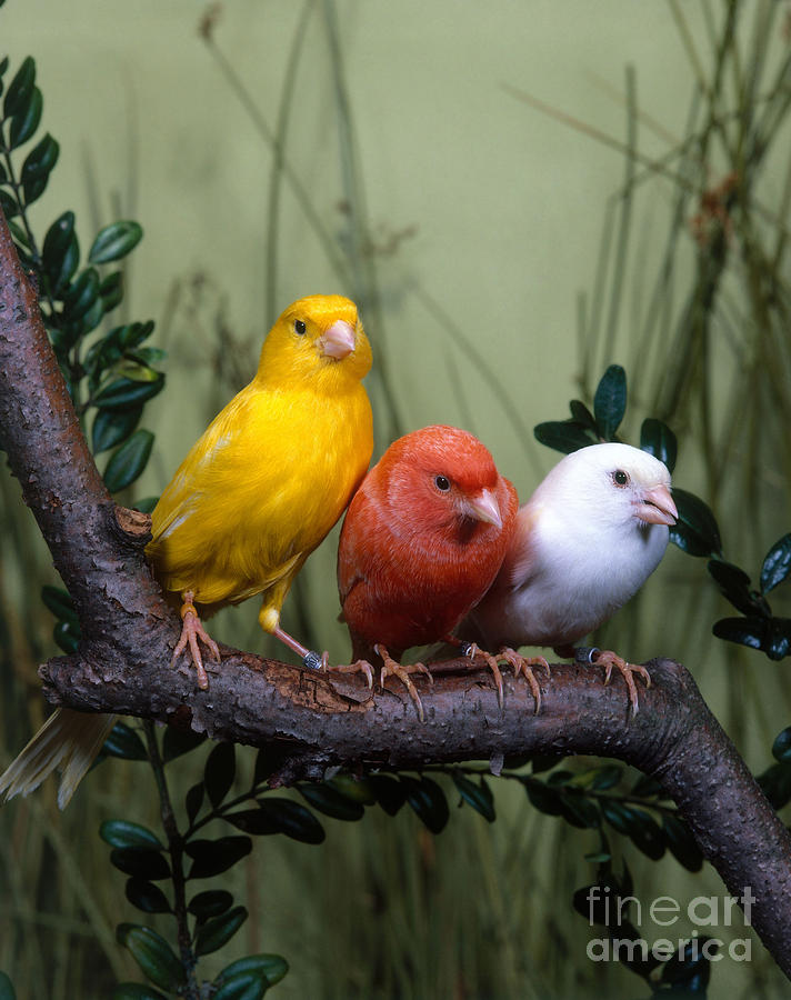 Bird Photograph - Canaries by Hans Reinhard