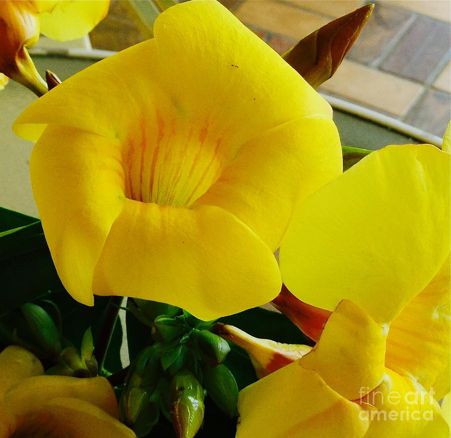 Canario Flower Photograph