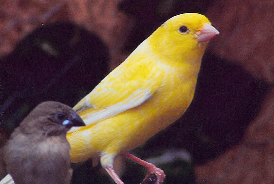 Canary And Finch Drawing By Barb Baker 0821