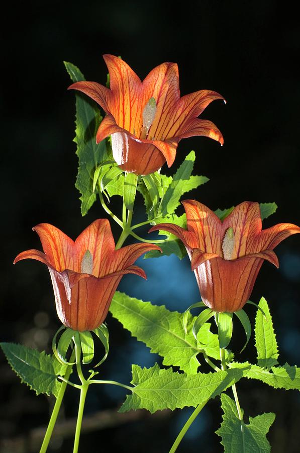 Canary Bellflower (canarina Canariensis) Photograph by Dr. John Brackenbury/science Photo Library