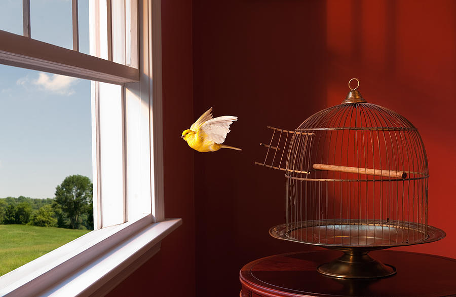 Canary escaping cage, flying toward open window Photograph by PM Images