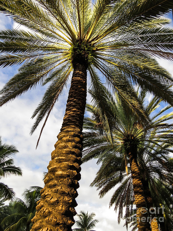 Tree Photograph - Canary Island Date Palms				 by Zina Stromberg