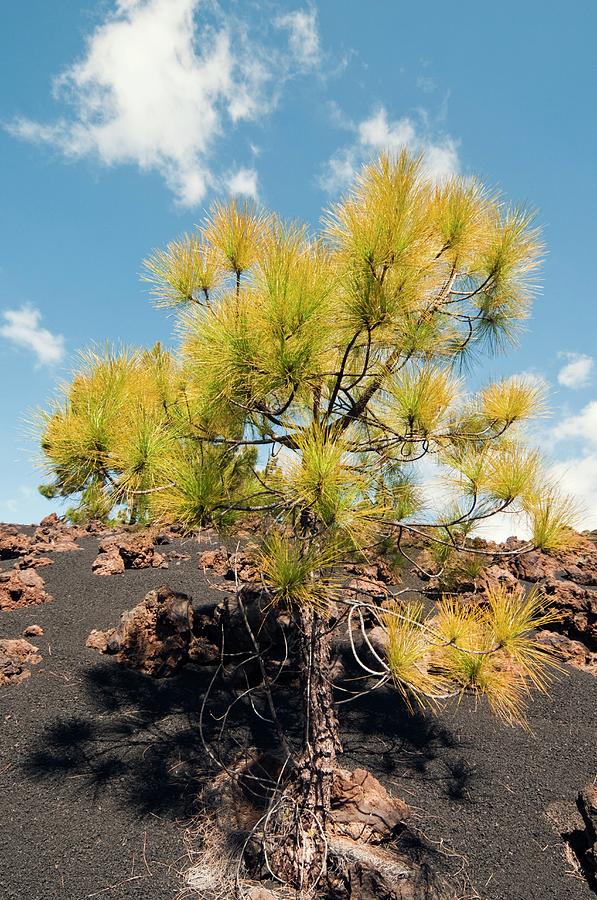 Canary Island Pine On Lava Field Photograph by Dr. John Brackenbury/science Photo Library