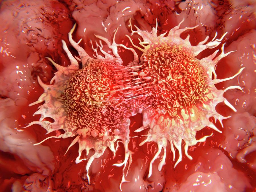 Cancer Cells Dividing, Artwork Photograph by Juan Gaertner