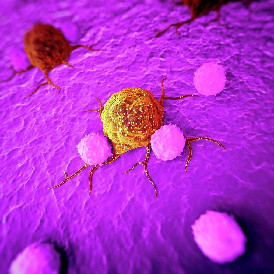 Cancer Cells Photograph by Sebastian Kaulitzki/science Photo Library