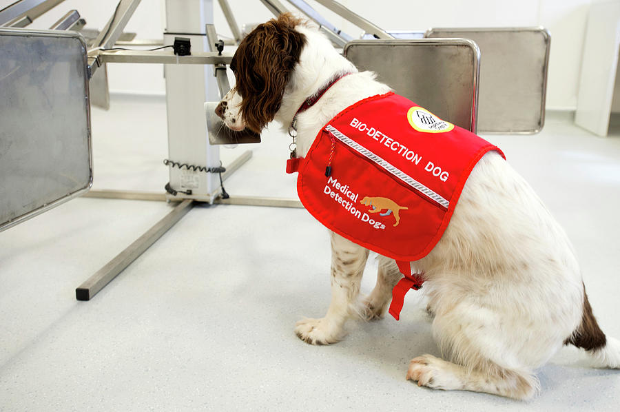 Wildlife Photograph - Cancer Detection Dog Training by Louise Murray