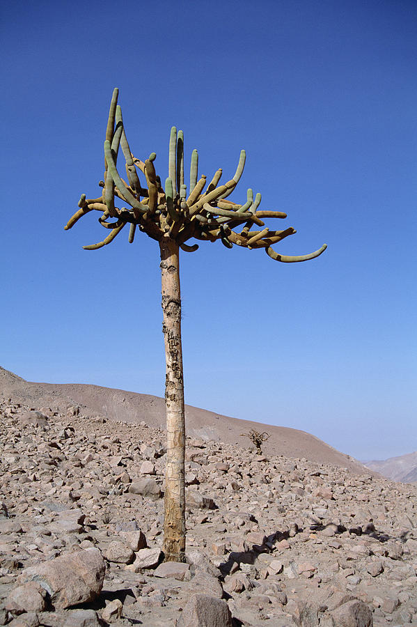 Candelabra Cactus Atacama Desert Chile Photograph by Tui De Roy